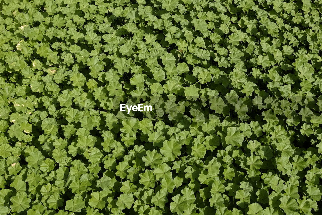 Full frame shot of leaves on field