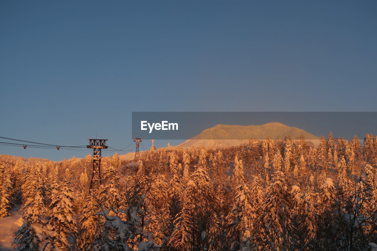 Plants growing on land against sky