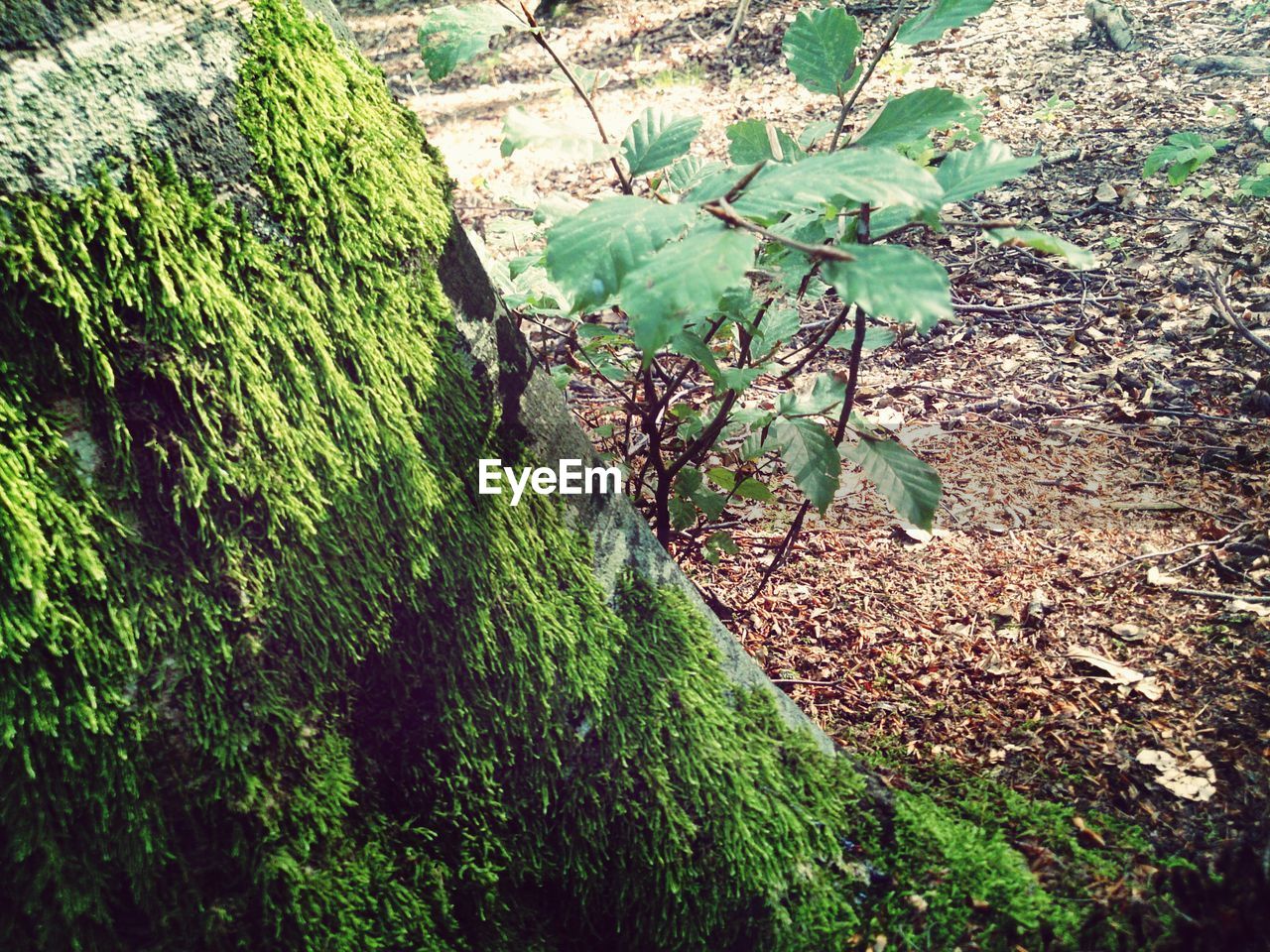 View of moss-covered tree trunk