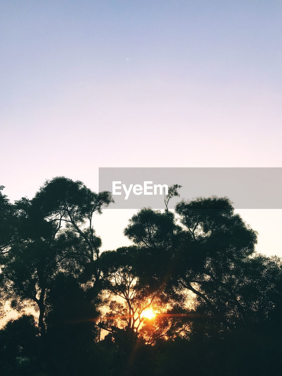 LOW ANGLE VIEW OF SILHOUETTE TREES AGAINST CLEAR SKY