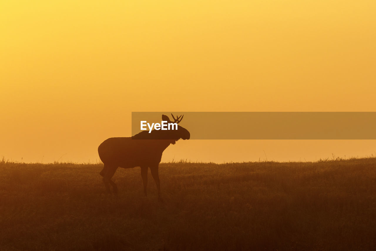 Silhouette of a bull moose in dawn light