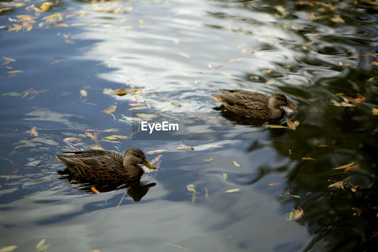 High angle view of duck swimming in lake