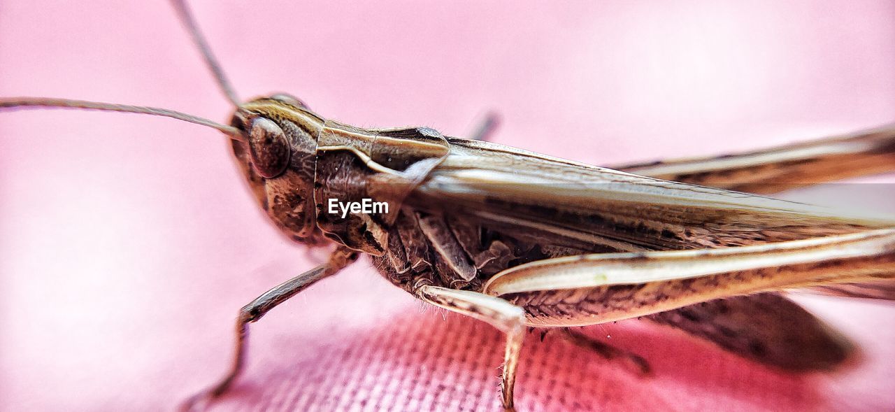 CLOSE-UP OF A INSECT