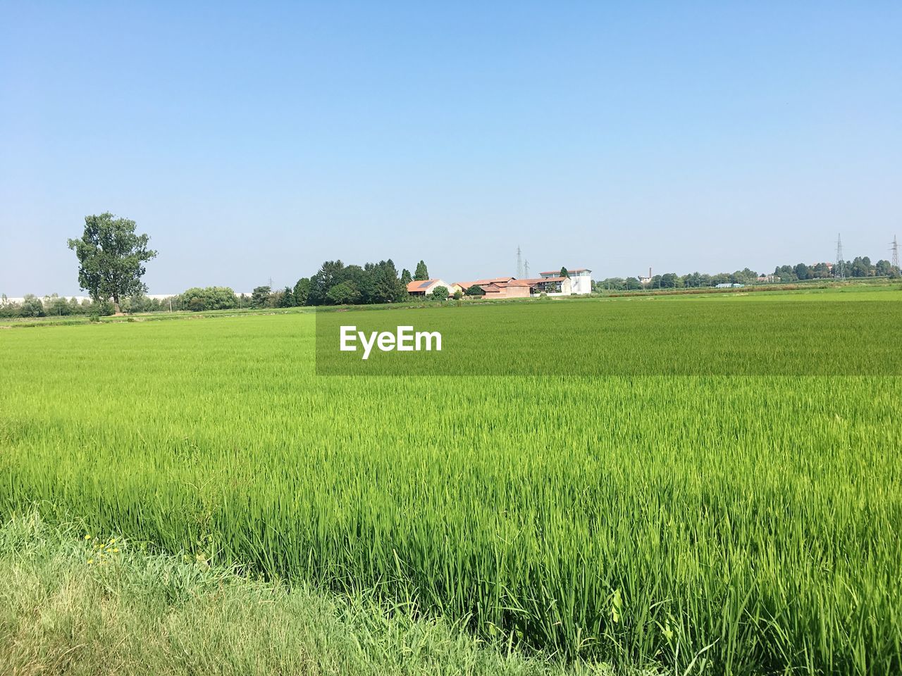 Scenic view of agricultural field against clear sky