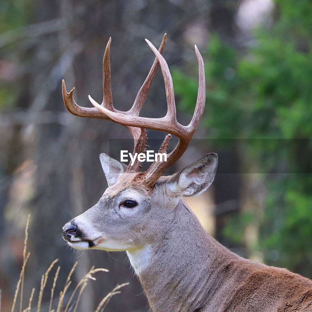 Close-up of deer in a forest