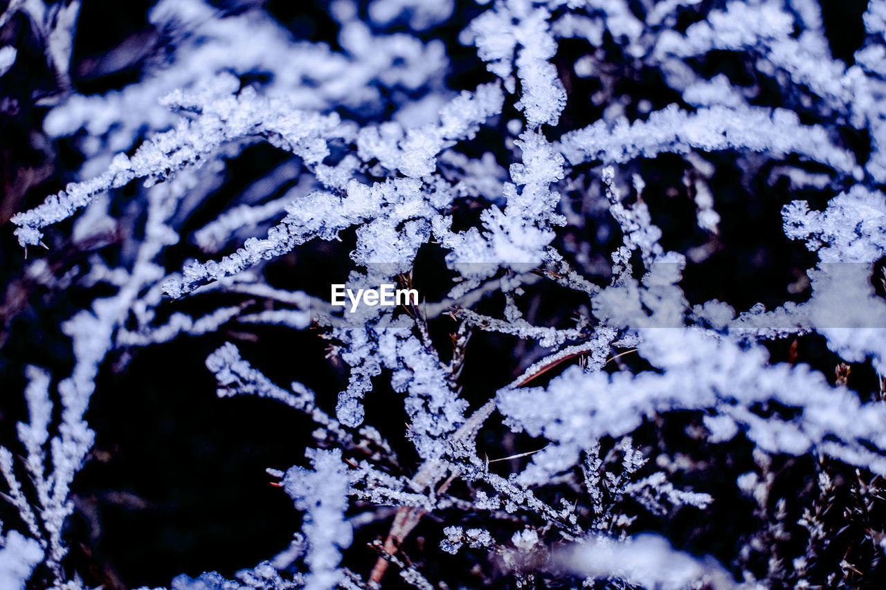 CLOSE-UP OF SNOW ON TREE