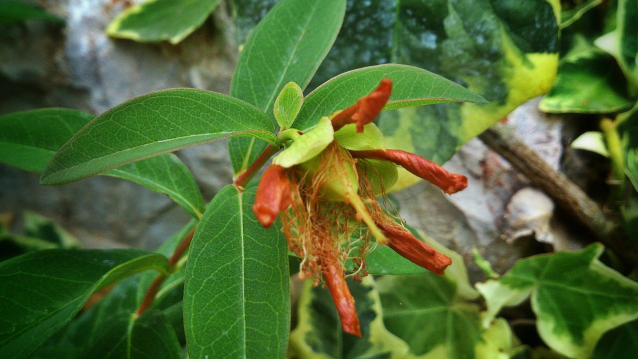 CLOSE-UP OF INSECT ON PLANT LEAVES