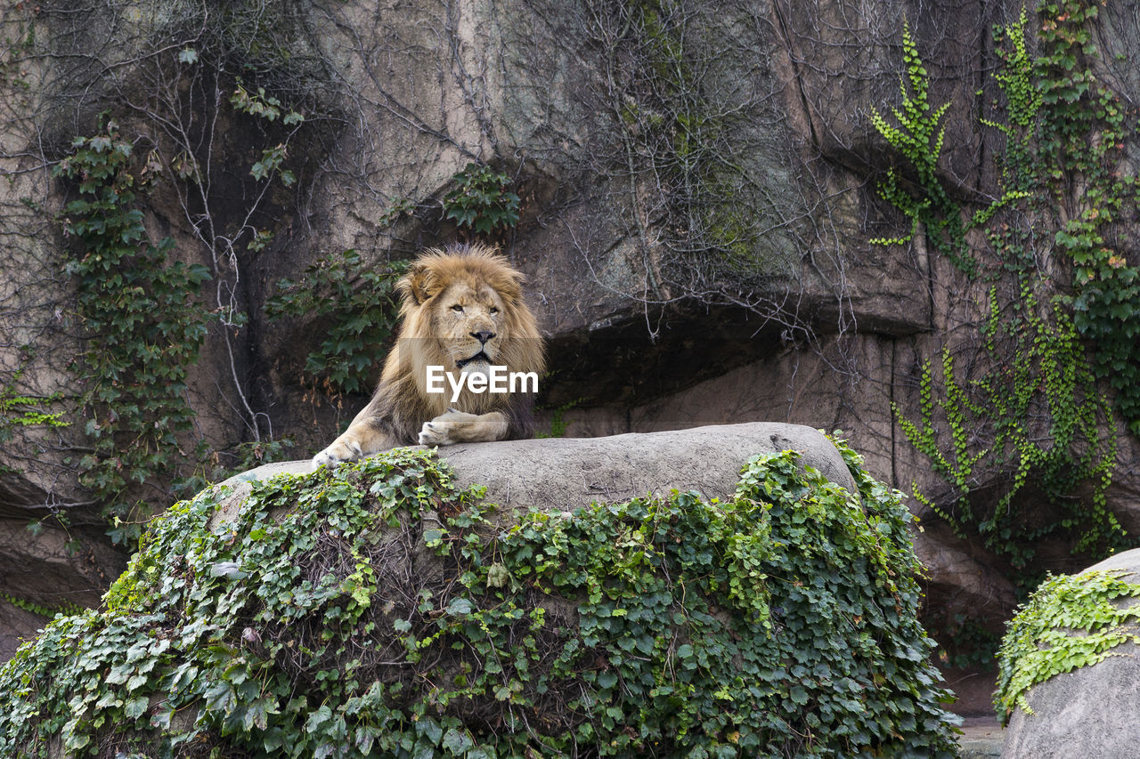 Male lion lying on a high leafy boulder with cliff in the background, lincoln park zoo, chicago