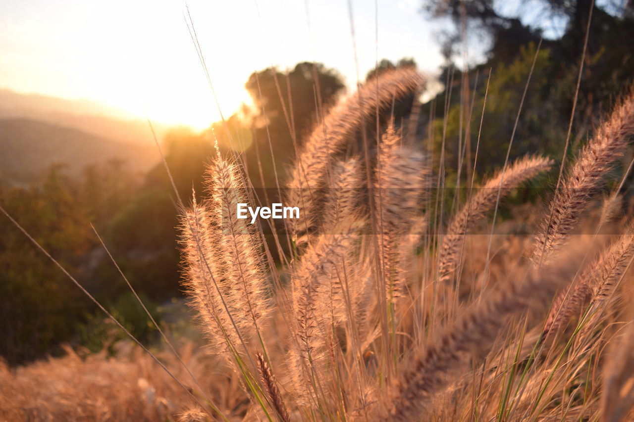 CLOSE-UP OF STALKS IN FIELD AGAINST SUNSET