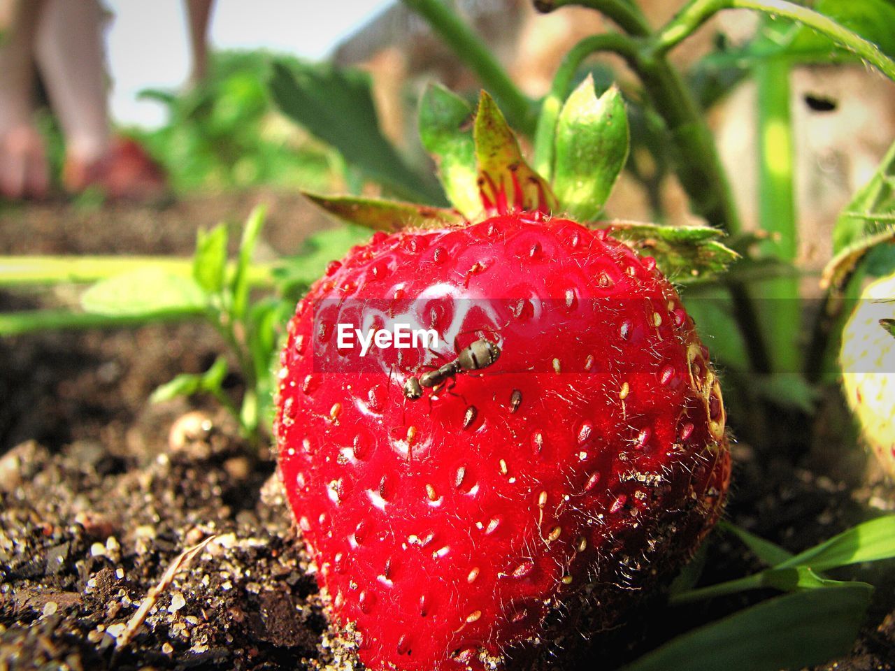 CLOSE-UP OF FRESH RED APPLE