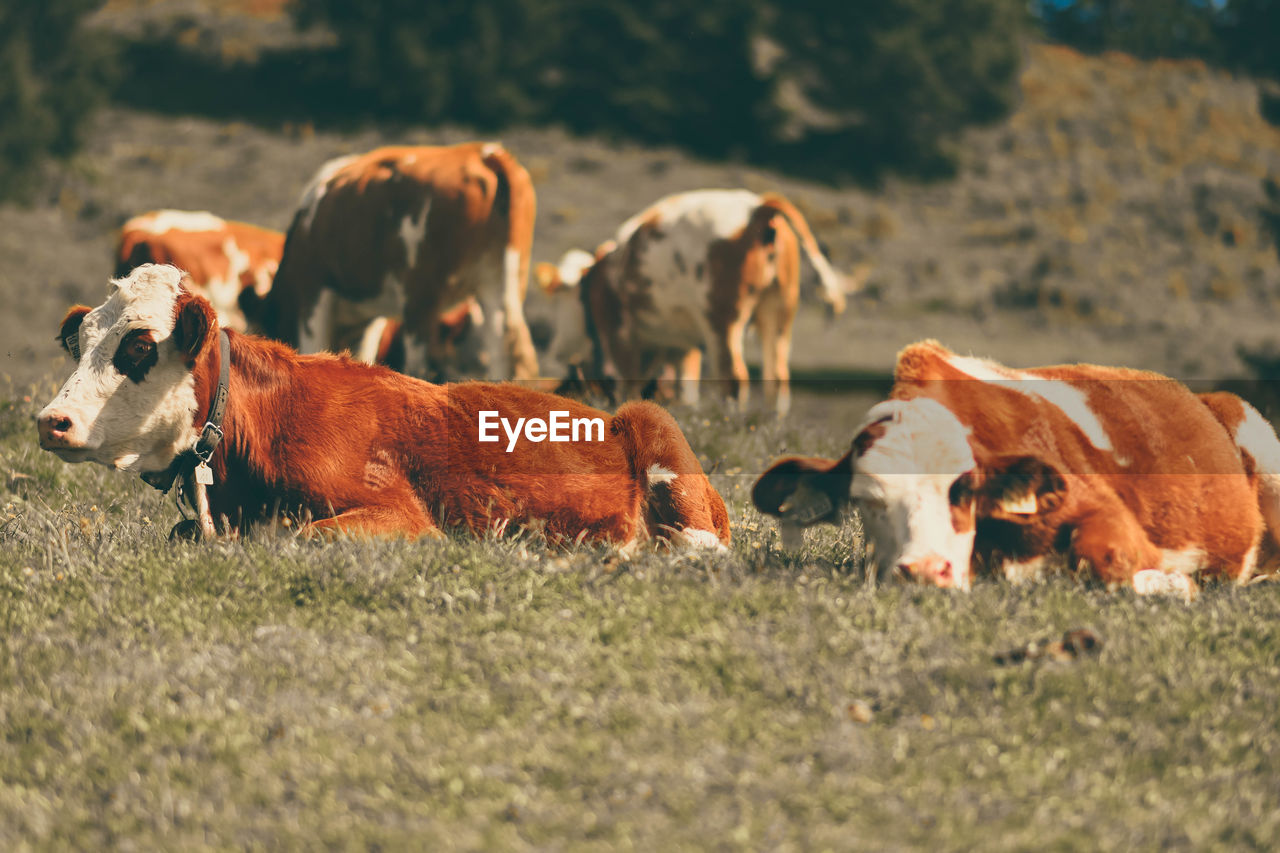 Herd of cows on field