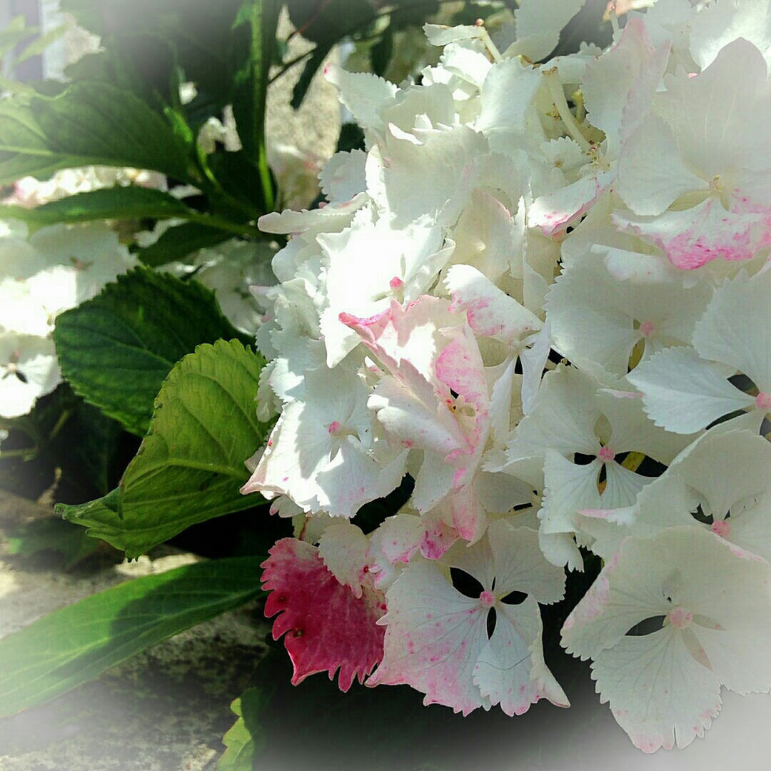 CLOSE-UP OF PINK FLOWERS