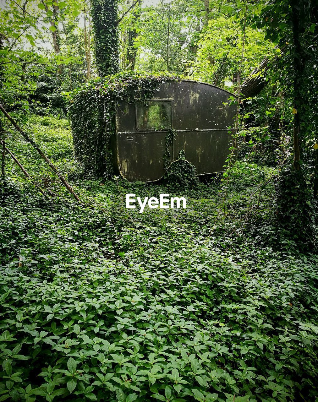 PLANTS AND TREES IN ABANDONED BUILDING