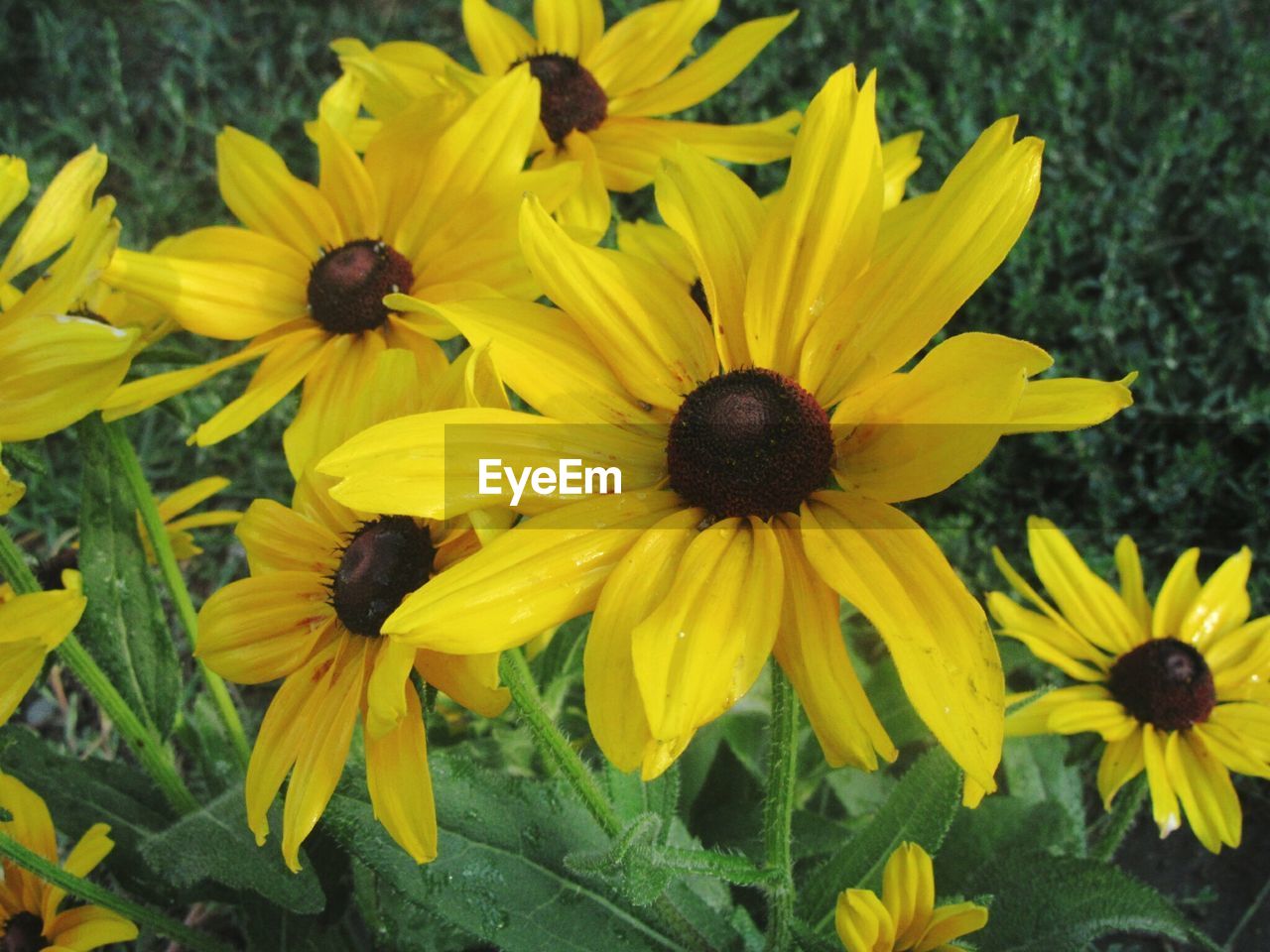 CLOSE-UP OF BLACK-EYED YELLOW FLOWERS