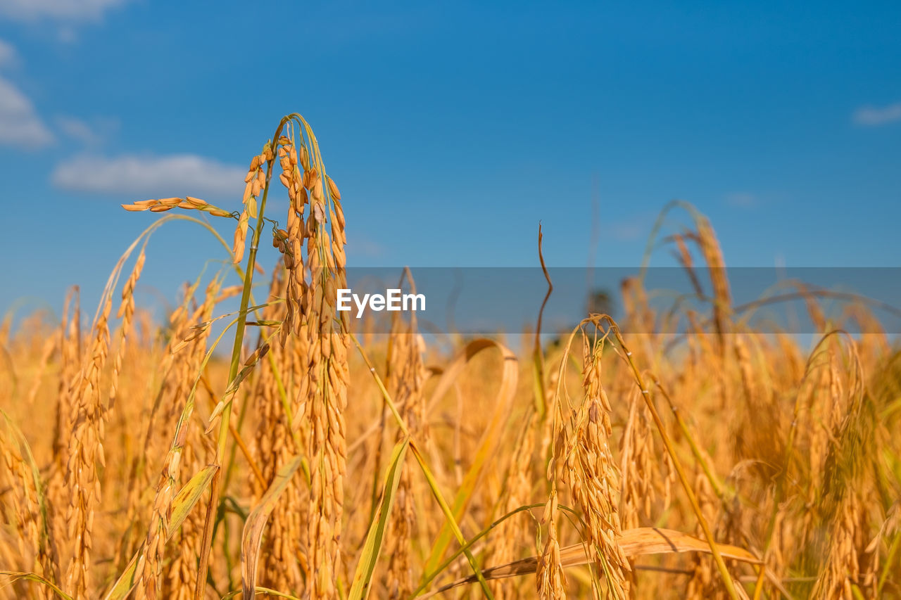 Close-up of stalks in field against blue sky