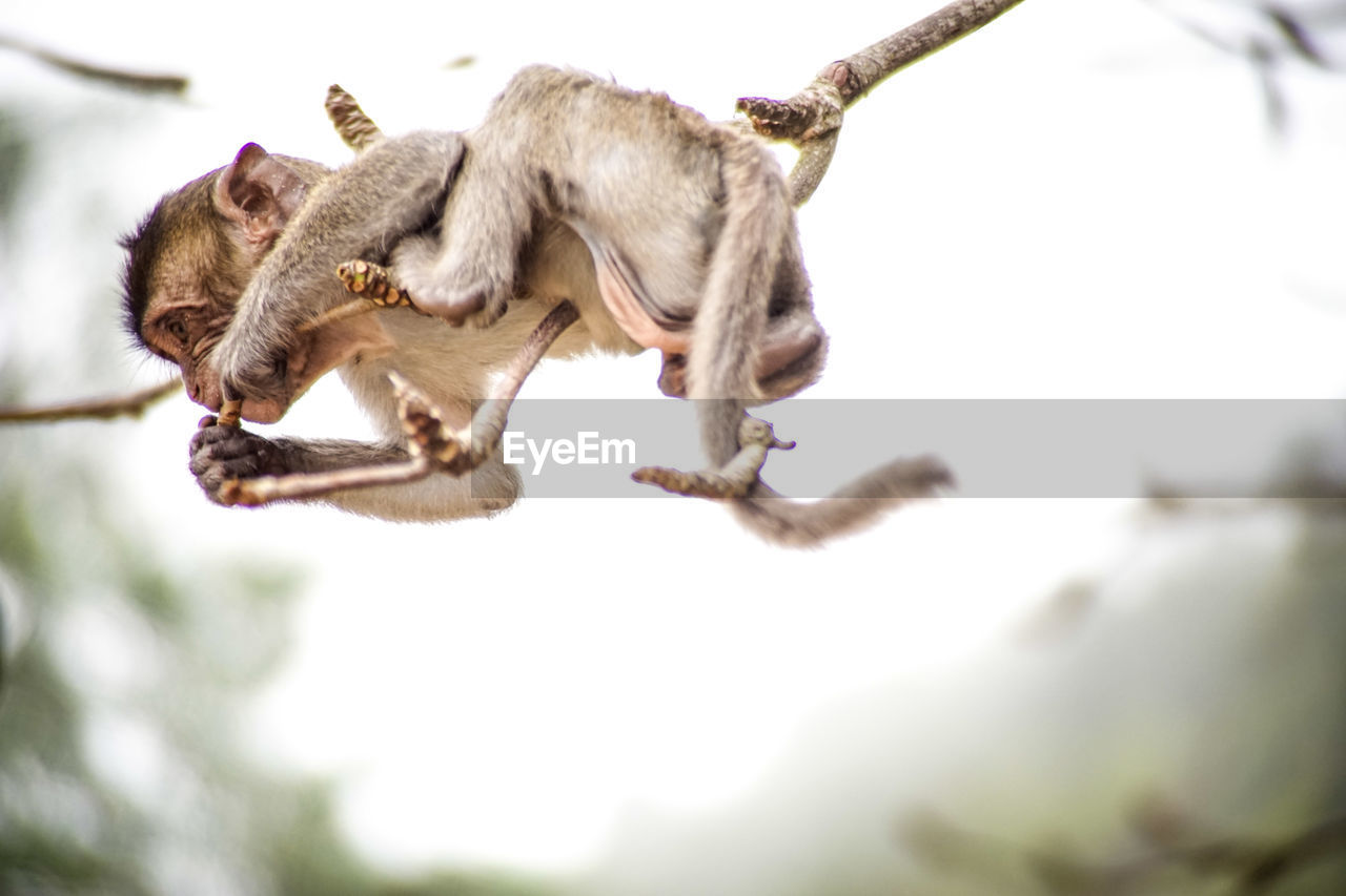 Low angle view of a monkey on branch