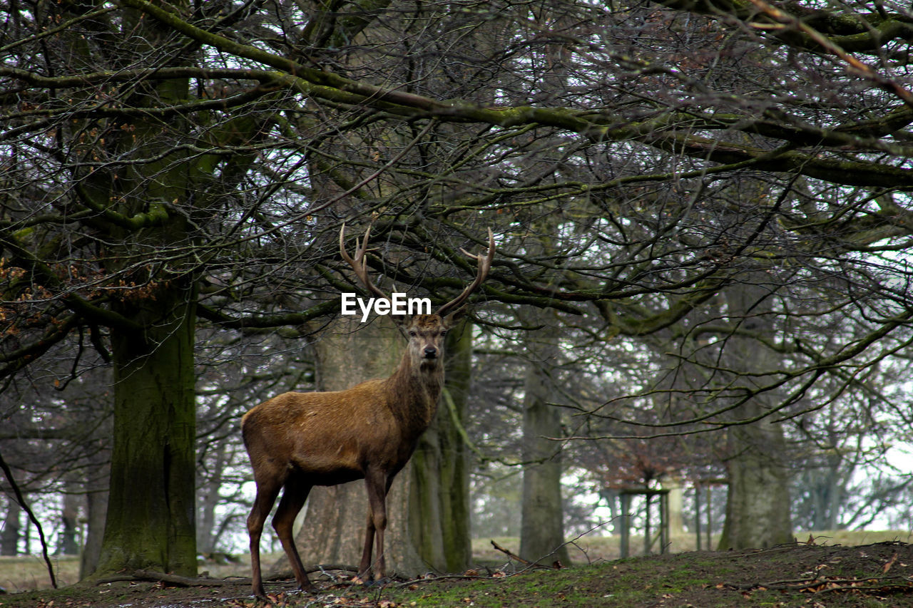 DEER IN FOREST