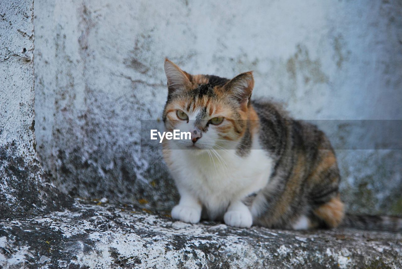 Portrait of a cat sitting on wall