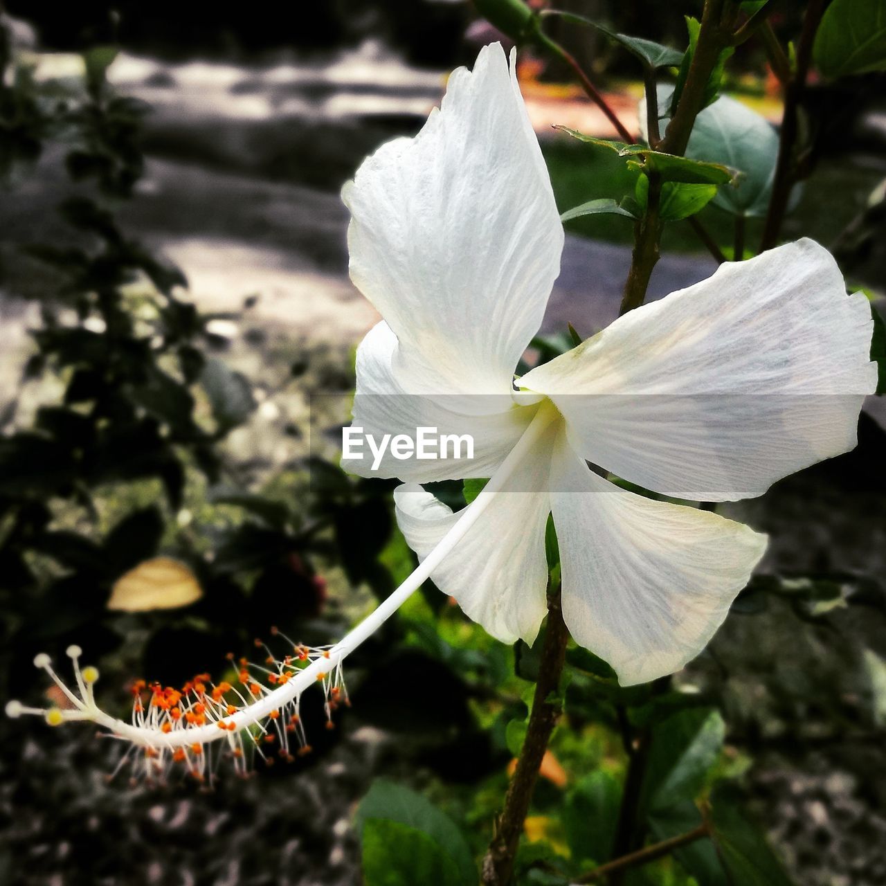 bunga raya Flower Fragility Nature White Color Day Flower Head Growth No People Freshness Outdoors Beauty In Nature Close-up Plant Petal