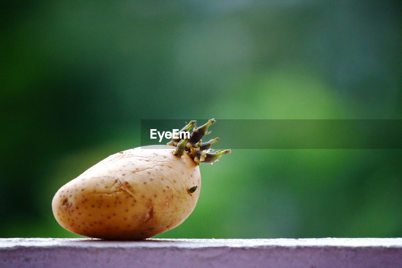 Close-up of potato on retaining wall