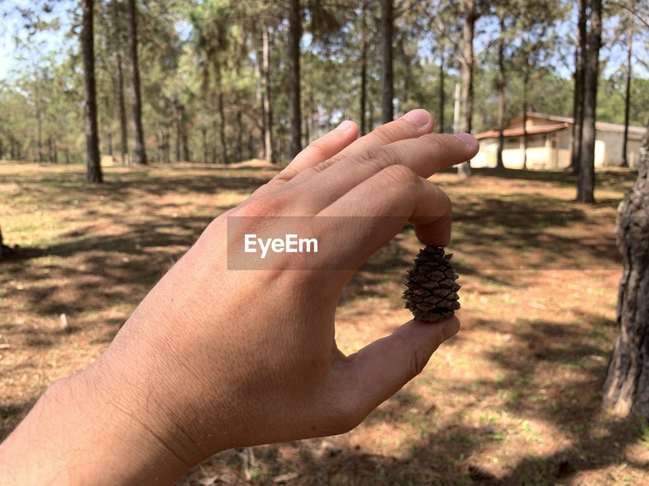 MIDSECTION OF PERSON HOLDING PLANT