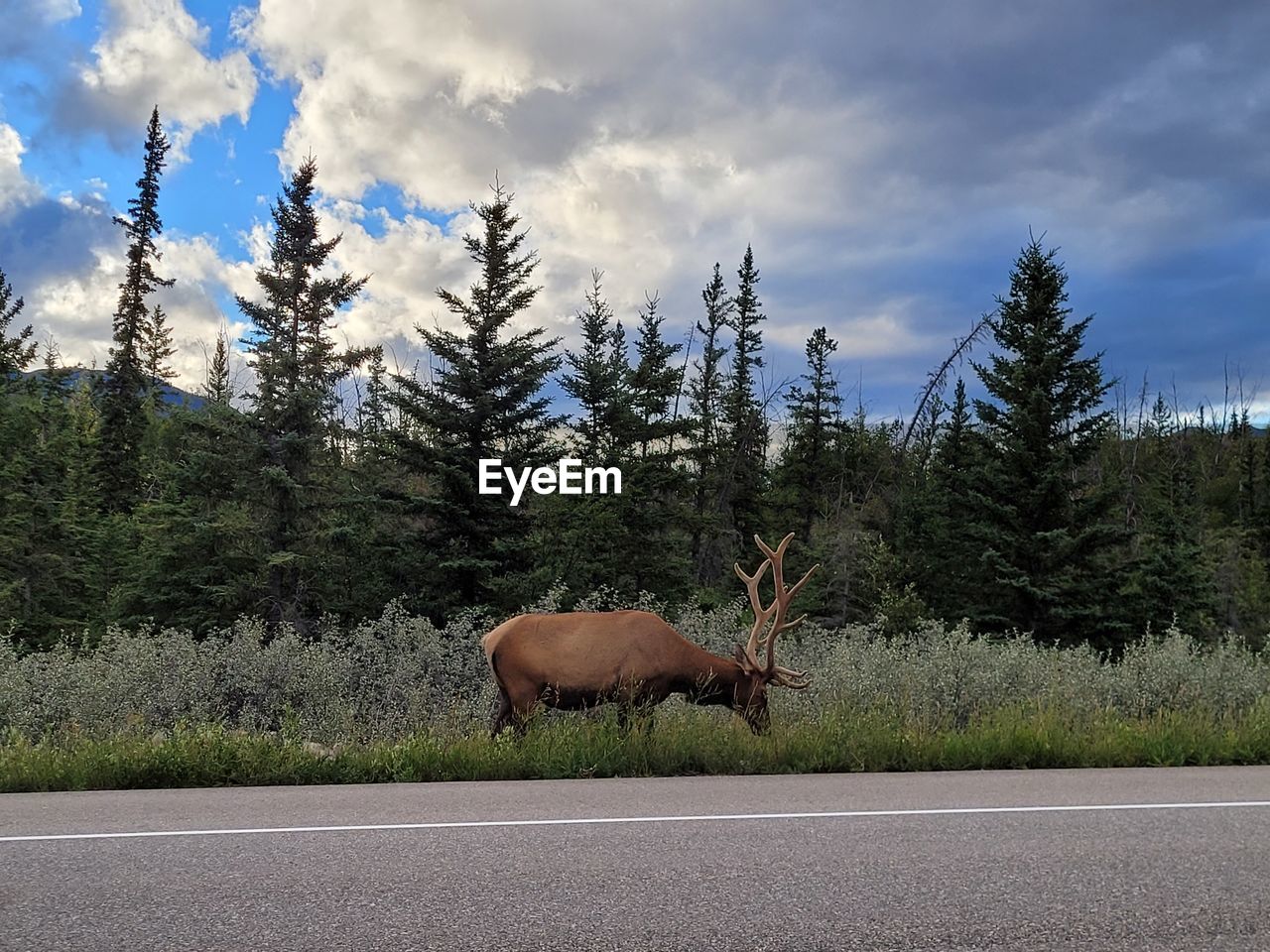 VIEW OF DEER BY ROAD AGAINST TREES