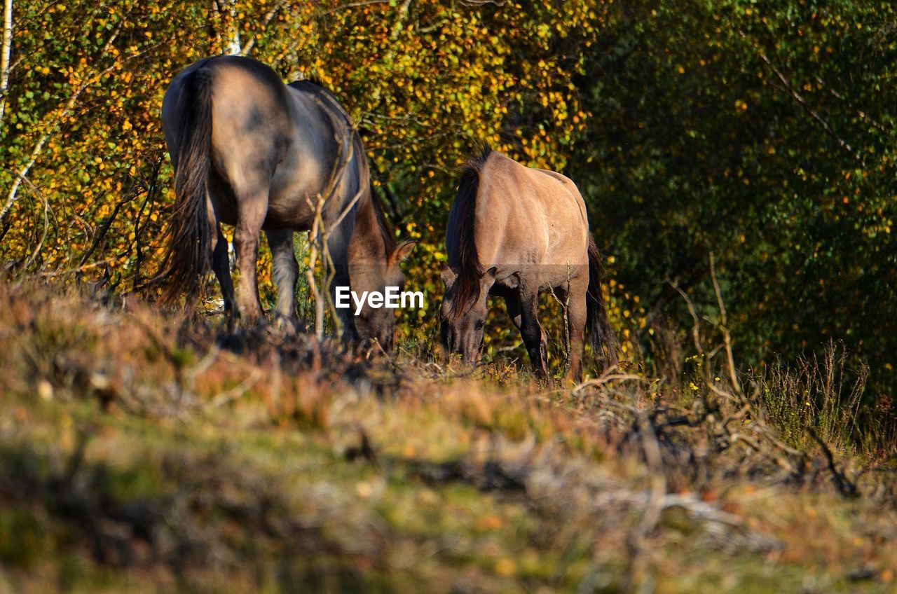 HORSES IN A FIELD
