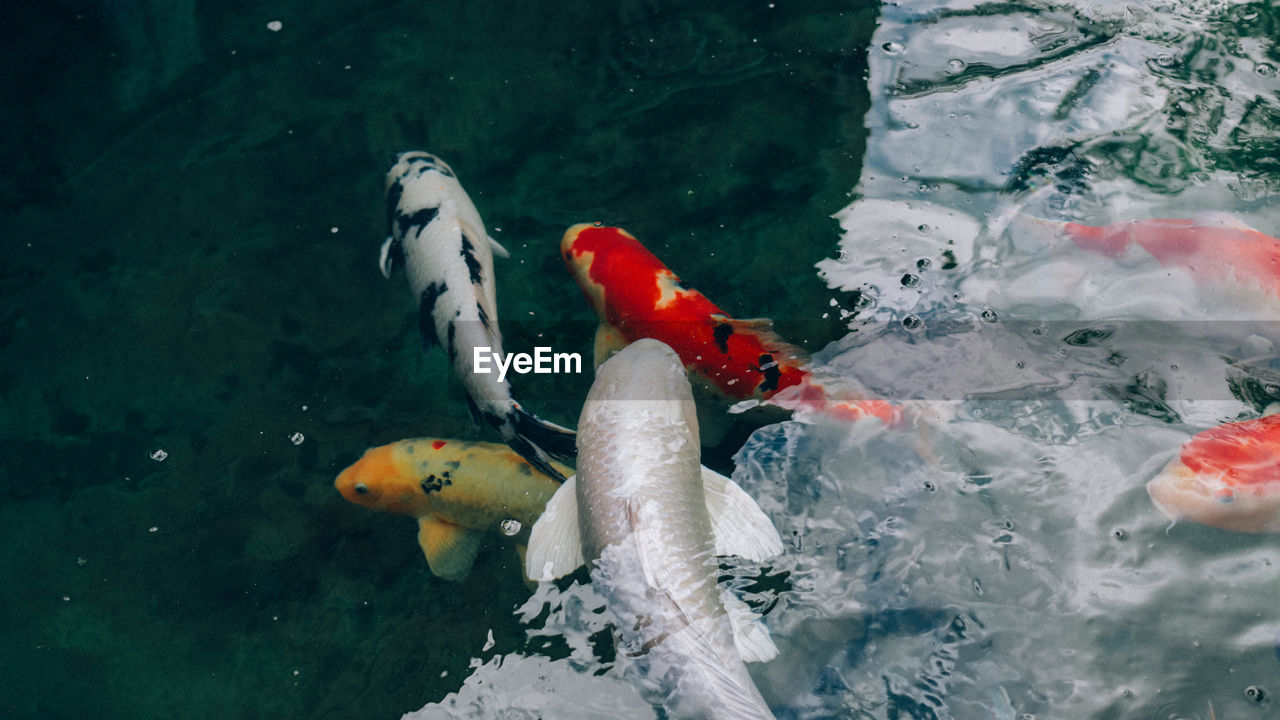 HIGH ANGLE VIEW OF KOI CARPS IN SEA