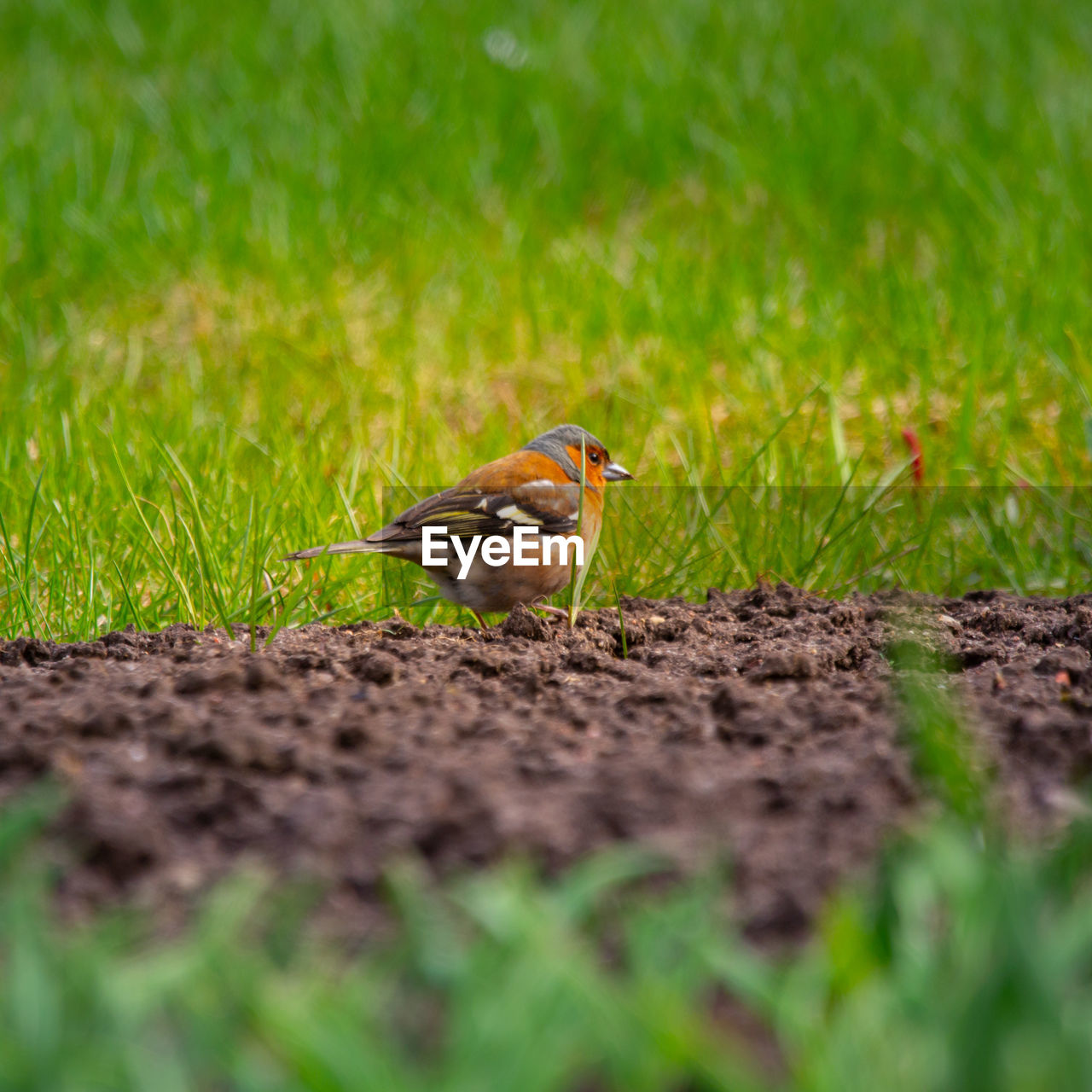 animal themes, animal, nature, animal wildlife, green, bird, grass, wildlife, one animal, selective focus, plant, no people, sparrow, lawn, field, land, outdoors, songbird, day, leaf, side view, environment, prairie, full length