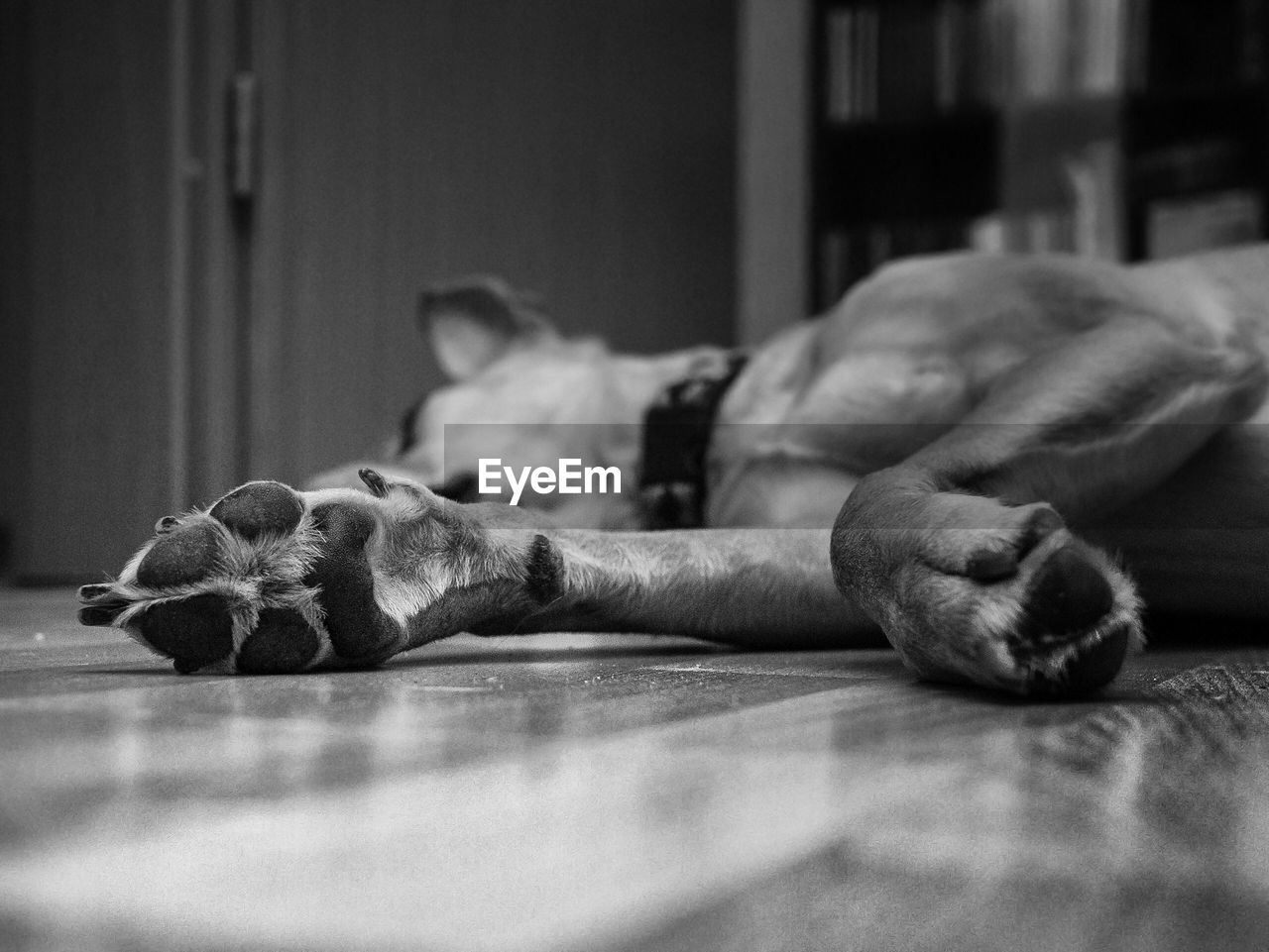 Close-up of dog lying on floor