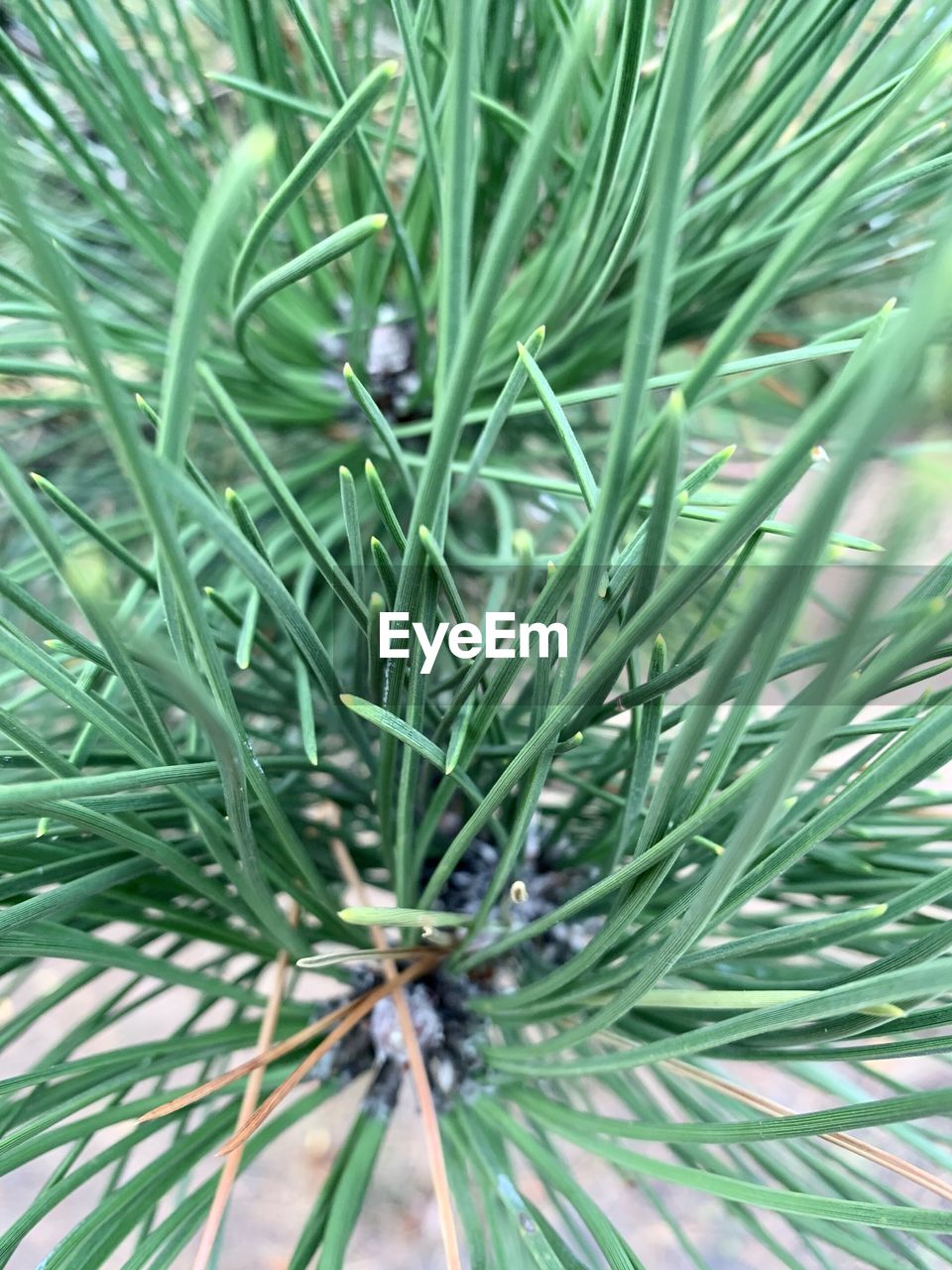 CLOSE-UP OF GREEN PLANT