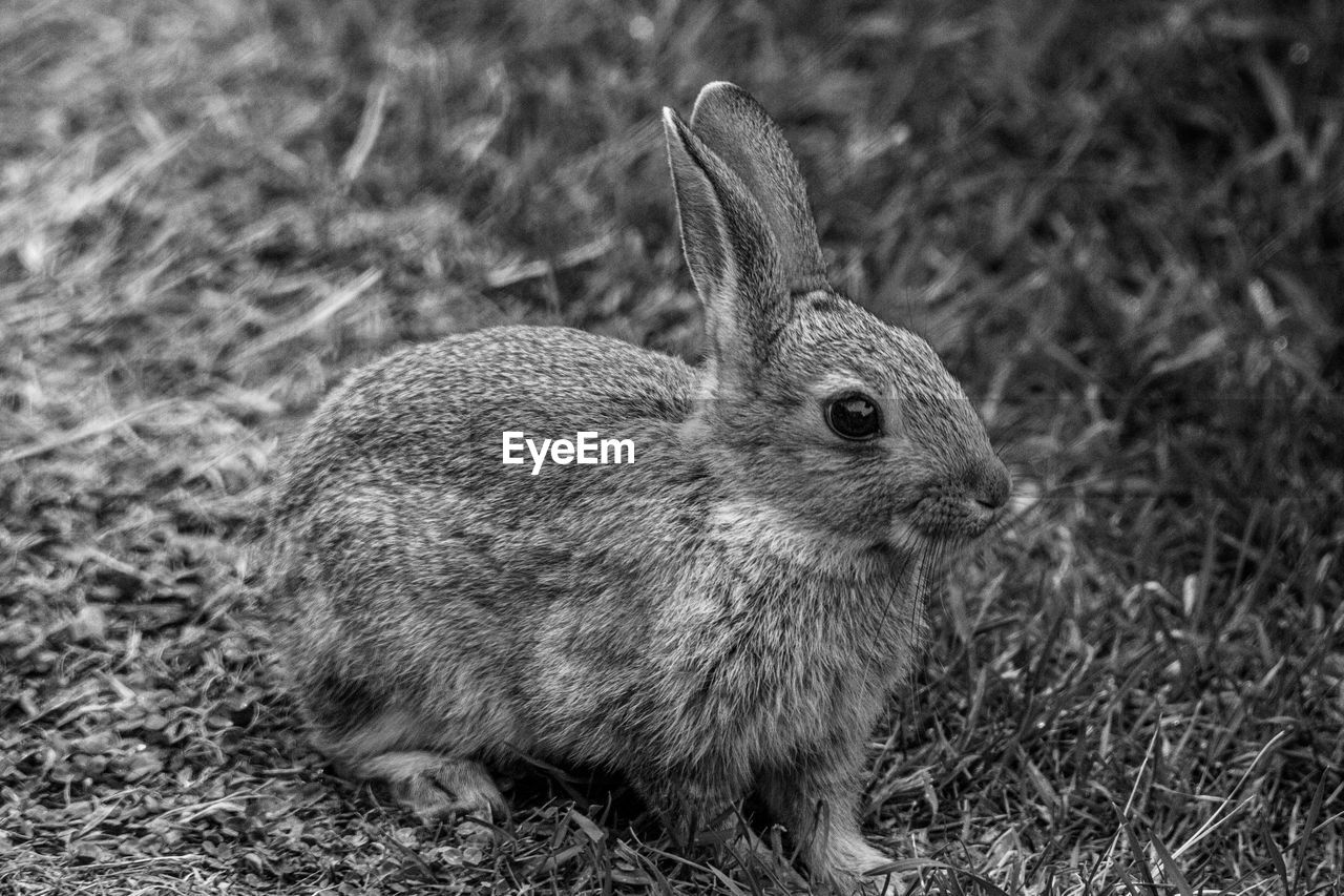 CLOSE-UP OF AN ANIMAL ON FIELD