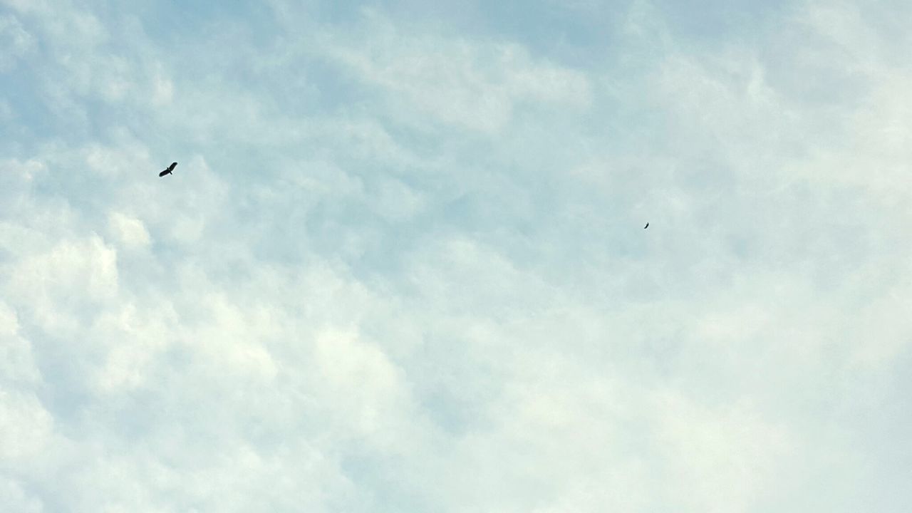 LOW ANGLE VIEW OF SEAGULLS FLYING AGAINST SKY