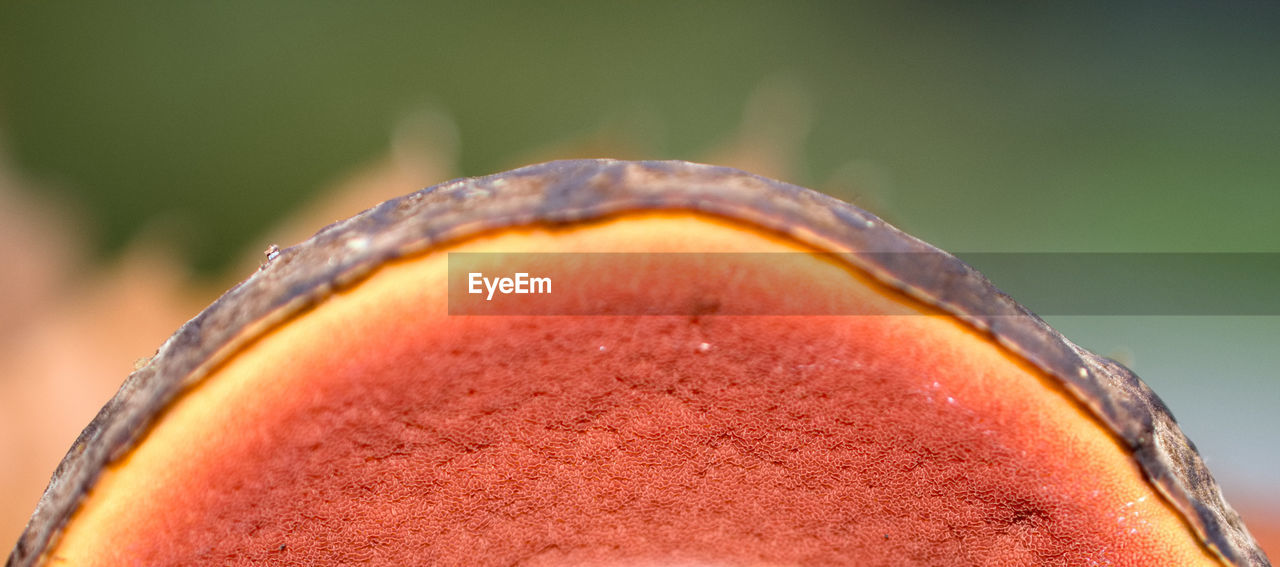 Close-up of mushroom