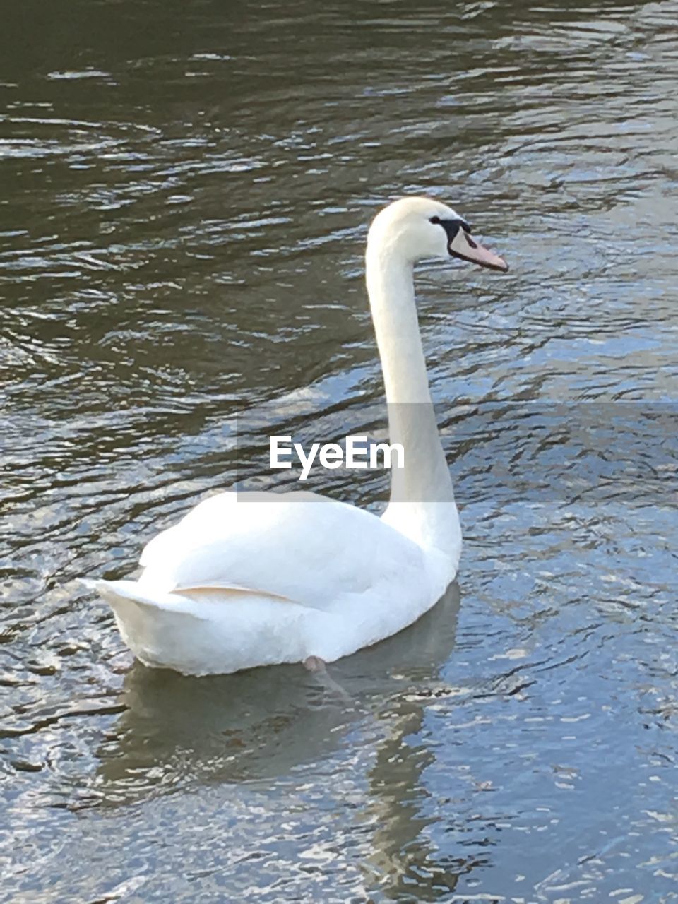 WHITE SWAN IN WATER