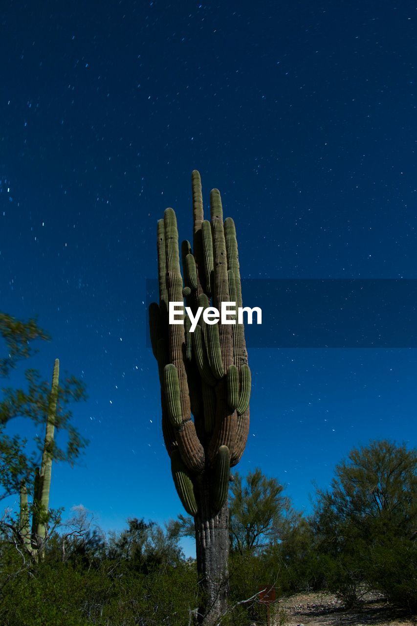 Low angle view of cactus plant