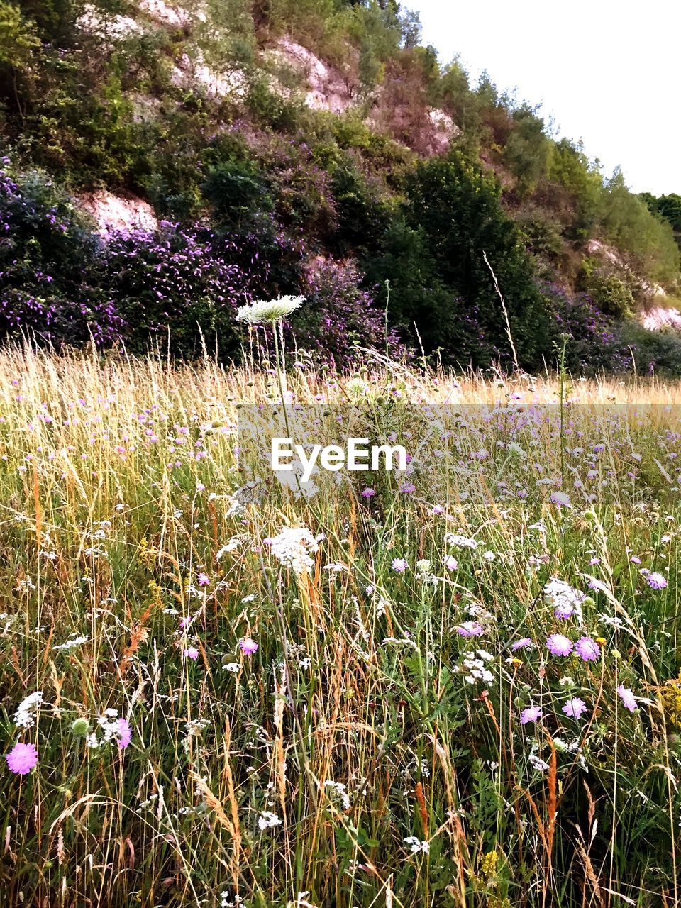 Flowers blooming on field against mountain