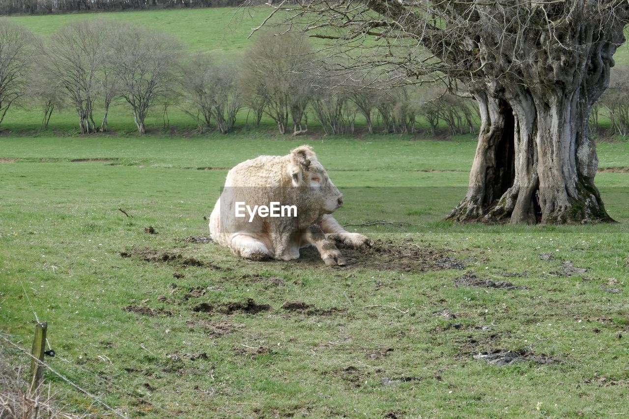 VIEW OF SHEEP ON FIELD