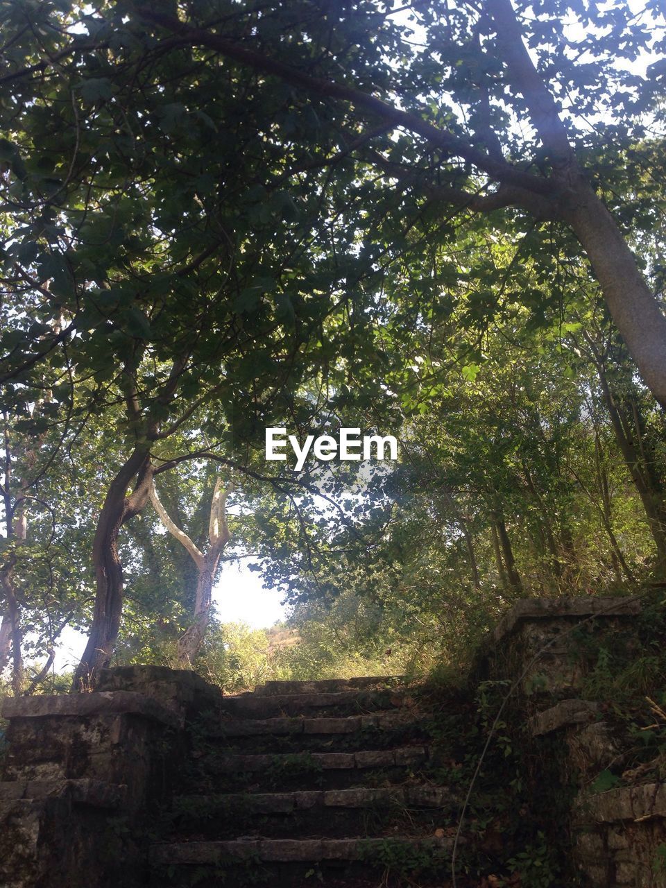 LOW ANGLE VIEW OF STEPS LEADING TOWARDS TREES