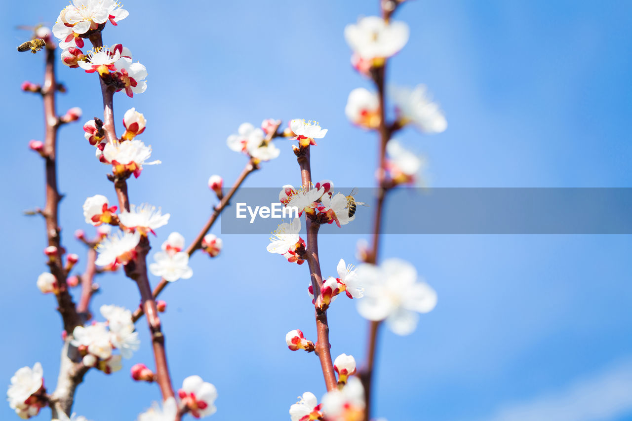 LOW ANGLE VIEW OF CHERRY BLOSSOMS AGAINST SKY