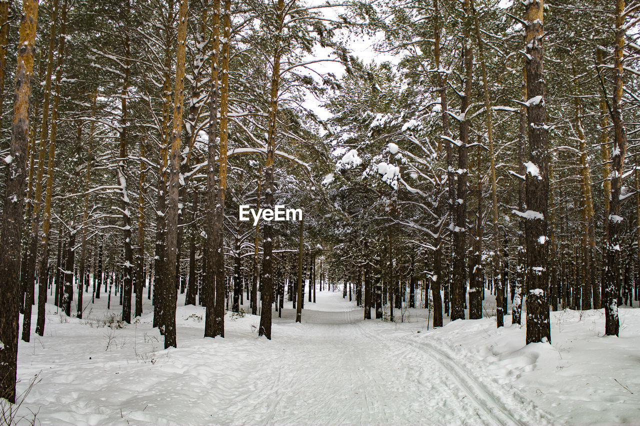 Trees on snow covered land during winter