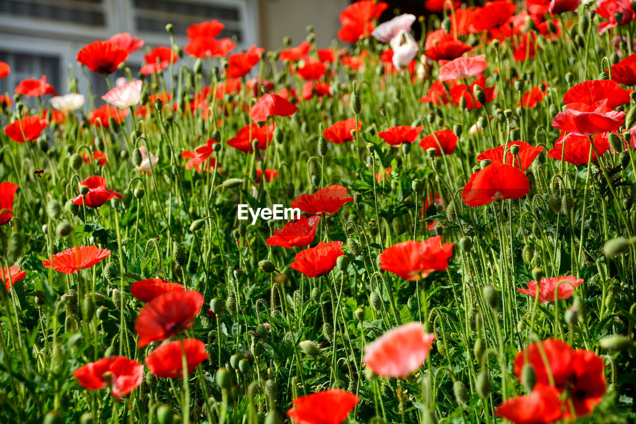 Close-up of red poppy flowers in bloom