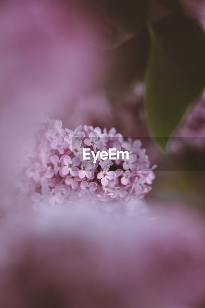 Close-up of pink flowering plant