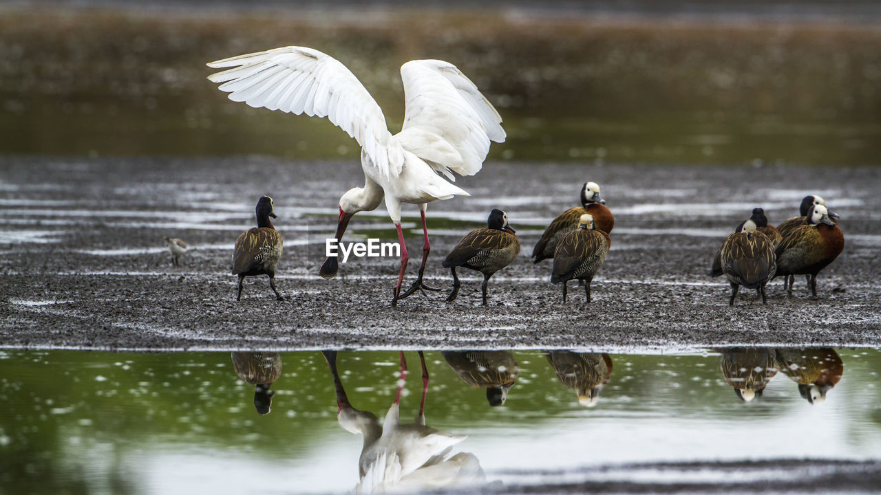 FLOCK OF BIRDS IN LAKE