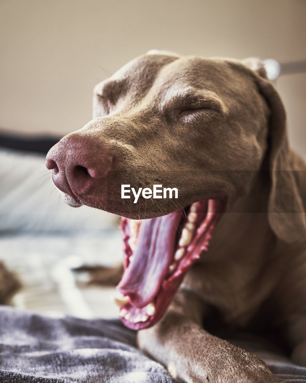 Portrait of a weimaraner yawning.