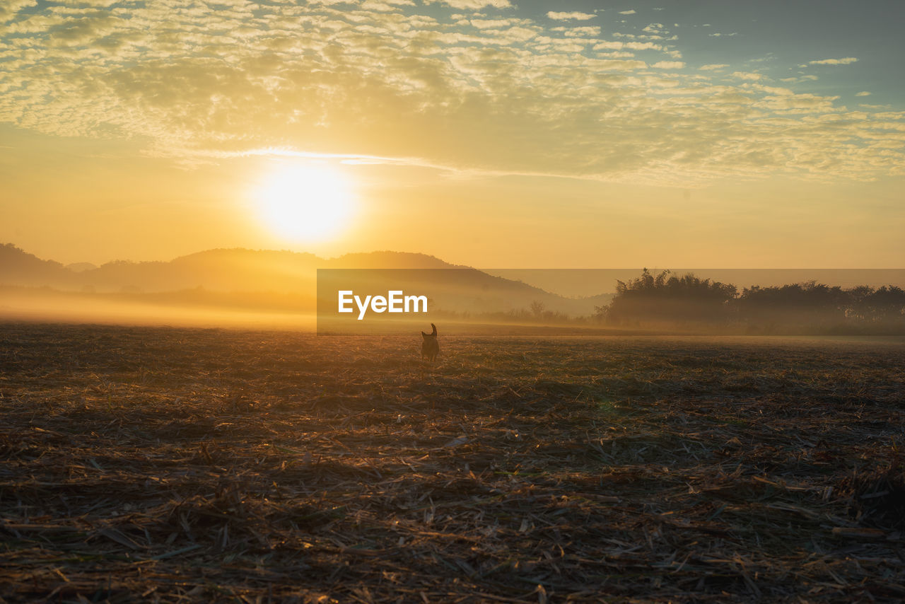 SCENIC VIEW OF FIELD AGAINST BRIGHT SUN DURING SUNSET