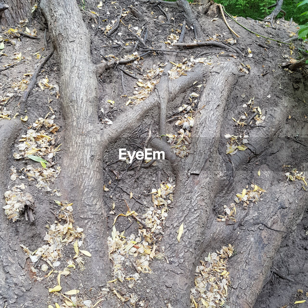 CLOSE-UP OF LICHEN ON TREE TRUNK