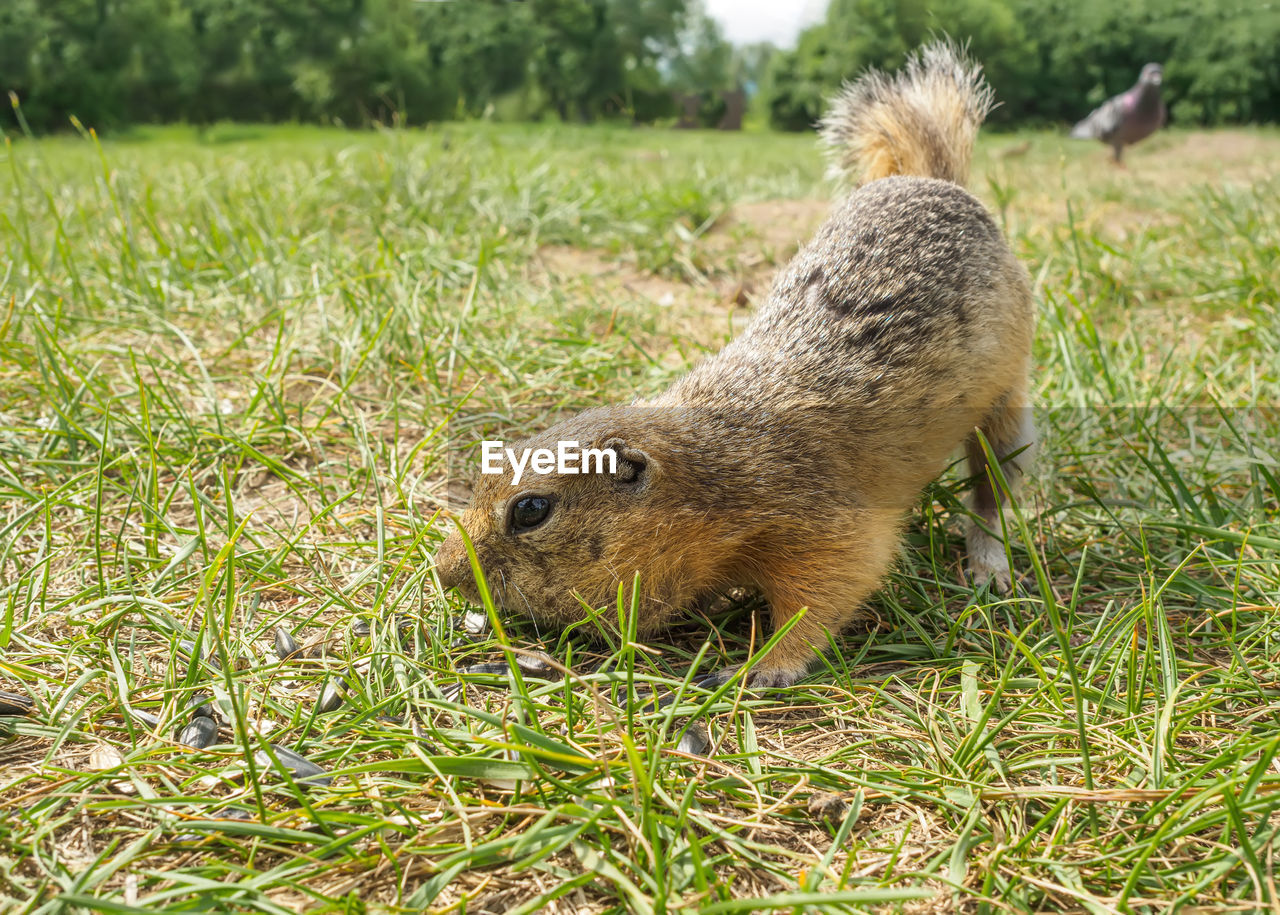 animal, animal themes, animal wildlife, mammal, one animal, grass, wildlife, plant, nature, no people, rodent, squirrel, day, field, prairie dog, land, outdoors, green