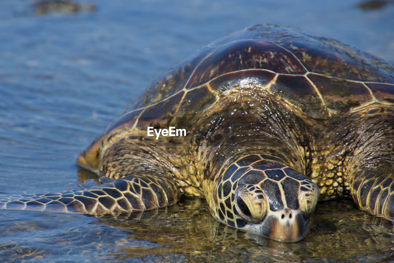 Close-up of turtle swimming in sea