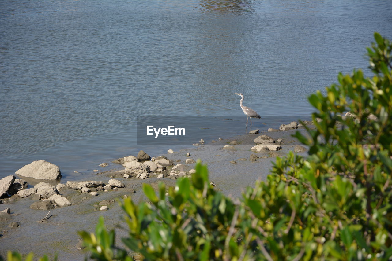 HIGH ANGLE VIEW OF BIRDS ON SHORE